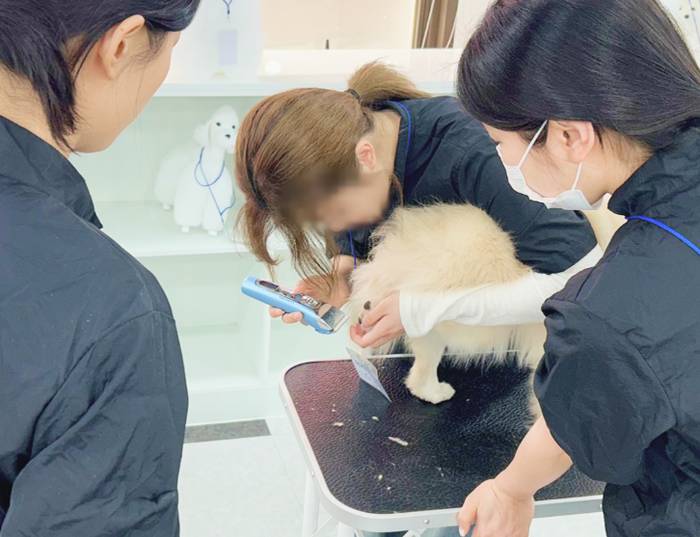 이바우펫 애견미용학원 gal