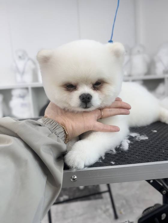 이바우펫 실습 과정