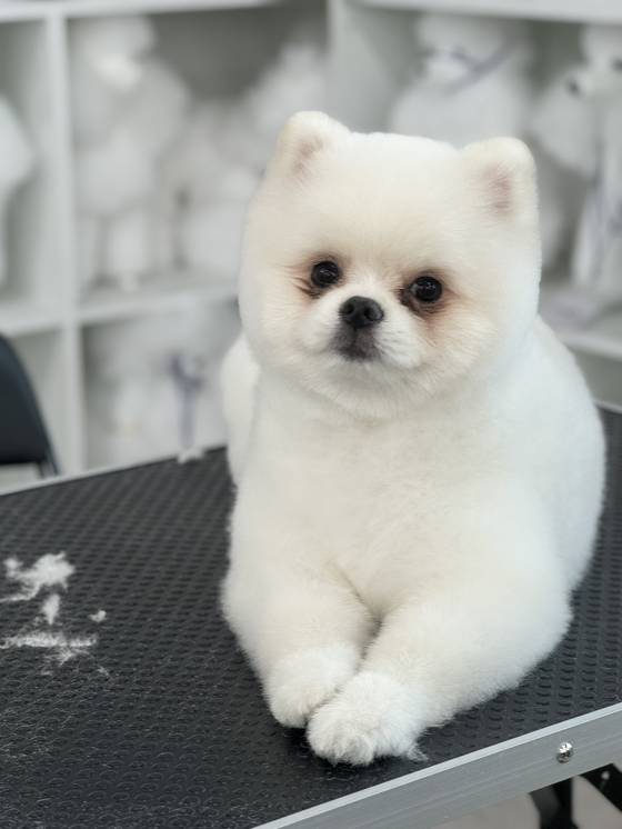 이바우펫 실습 과정