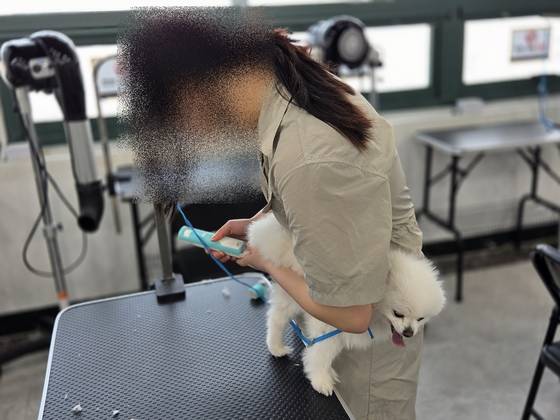 이바우펫 실습 과정